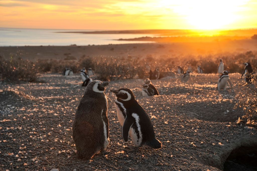 Excursão a Punta Tombo para cruzeiros saindo de Puerto Madryn