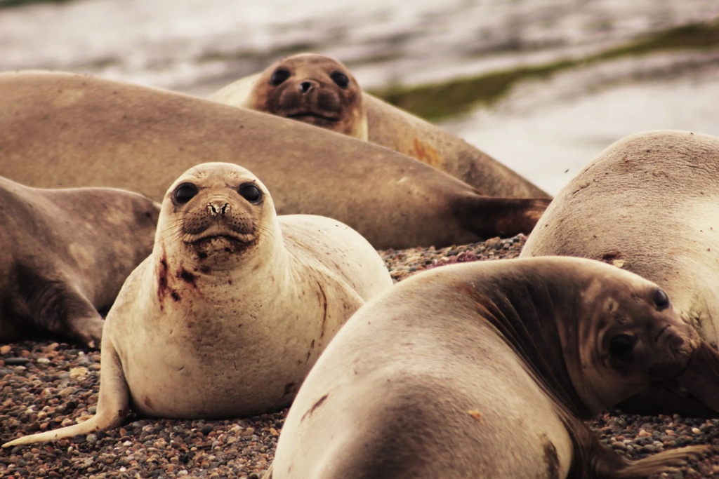 Excursão a Punta Loma e ao Cerro Avanzado em Puerto Madryn