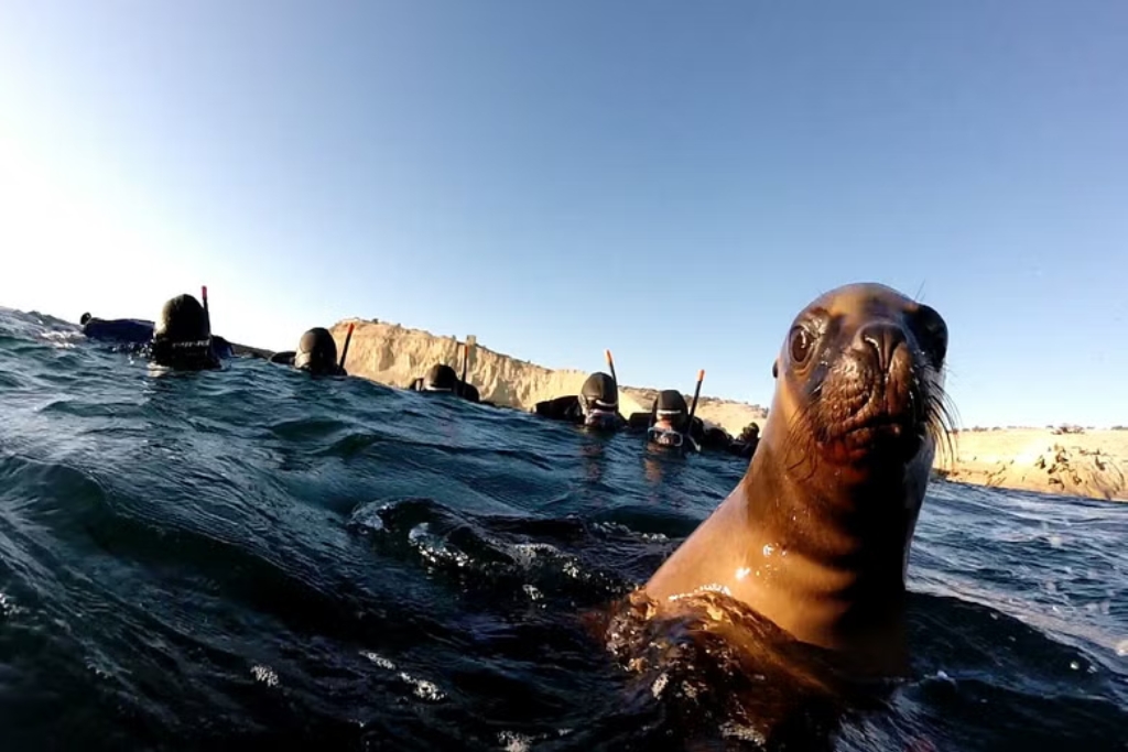 Snorkel com lobos-marinhos em Punta Loma - Puerto Madryn