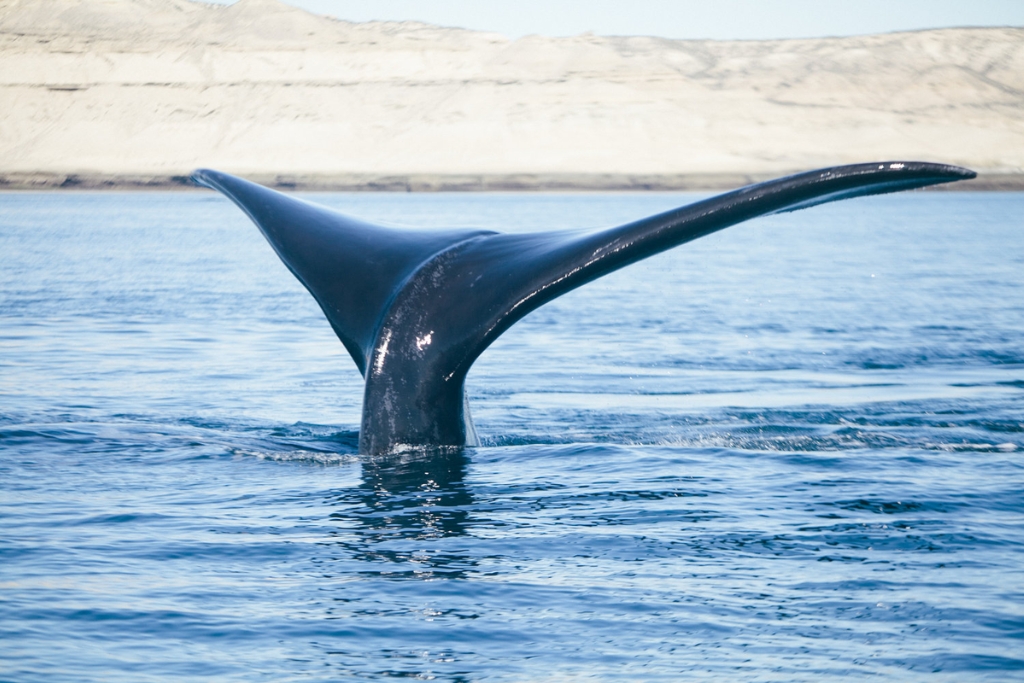 Avistamento de baleias na Península Valdés saindo de Puerto Madryn