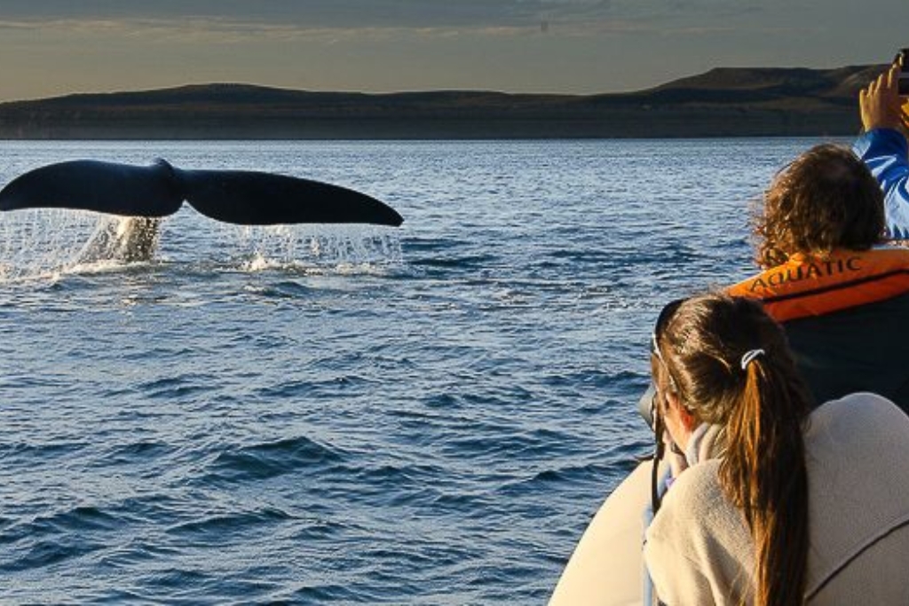 Excursão a Porto Pirâmides saindo de Puerto Madryn