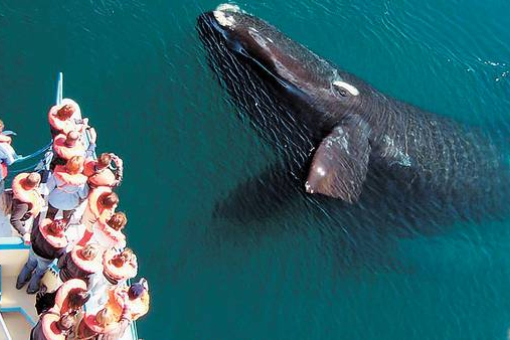 Excursão avistamento de baleia Doradillo clássico saindo de Puerto Madryn